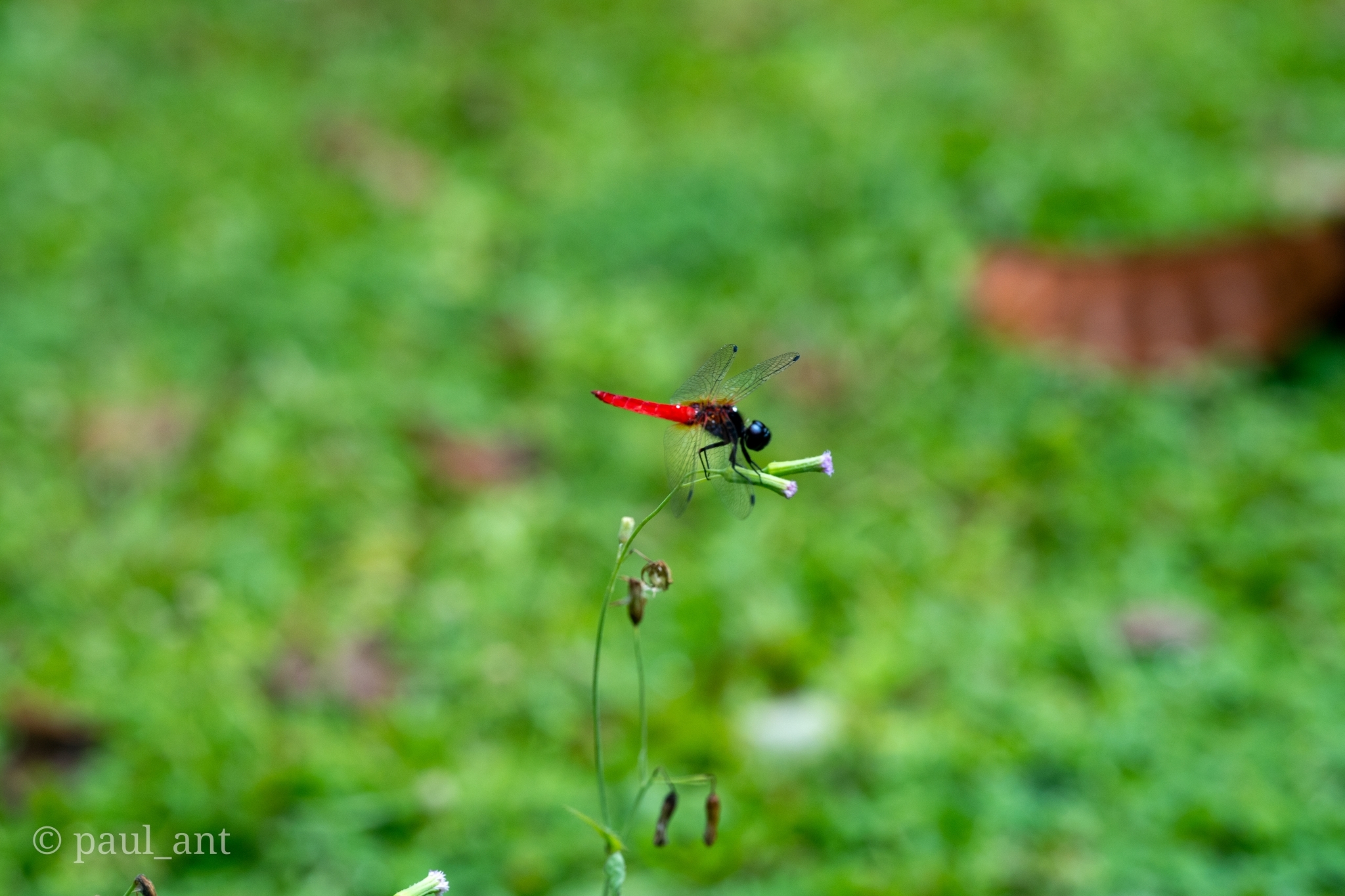 Scarlet Marsh Hawk