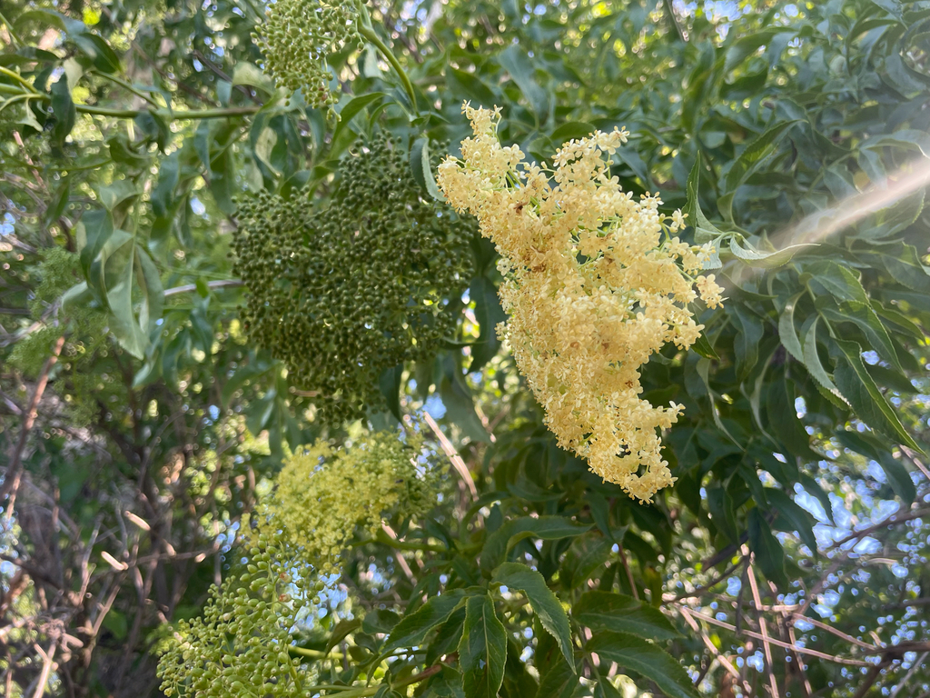 Sambucus nigra