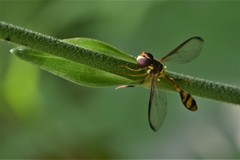 Allobaccha amphithoe