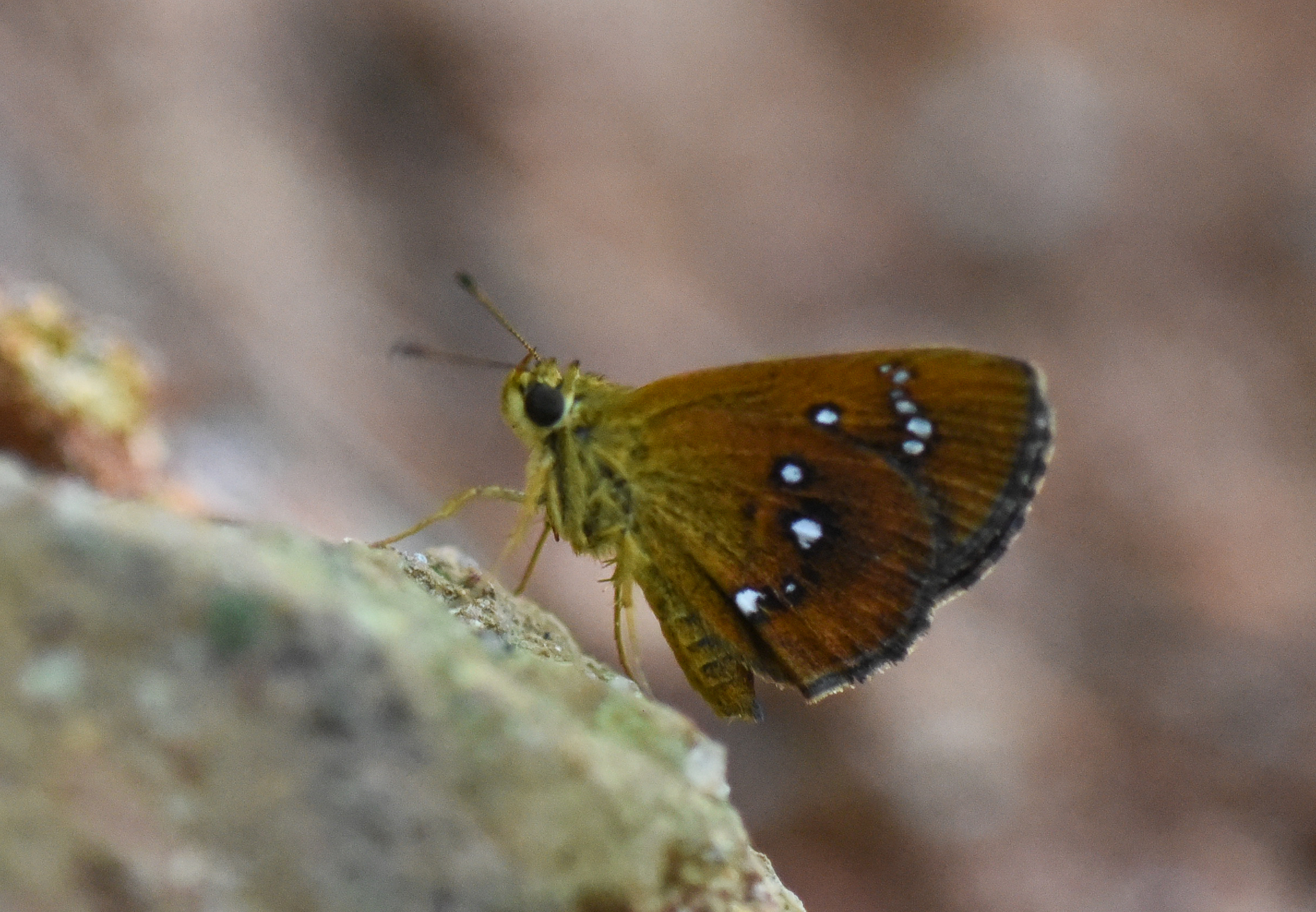 Chestnut Bob