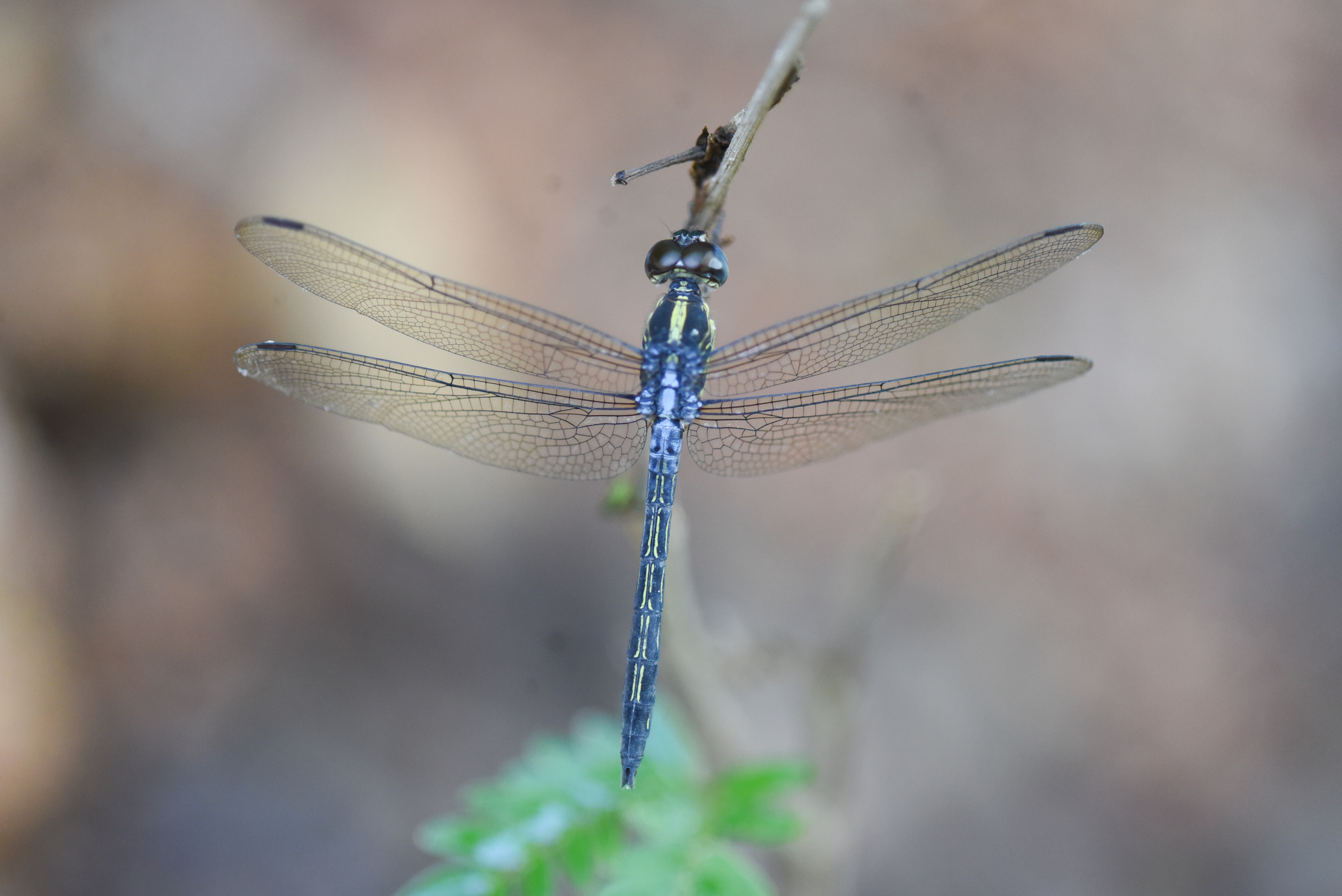 Emerald-Banded Skimmer