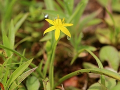 Hypoxis aurea