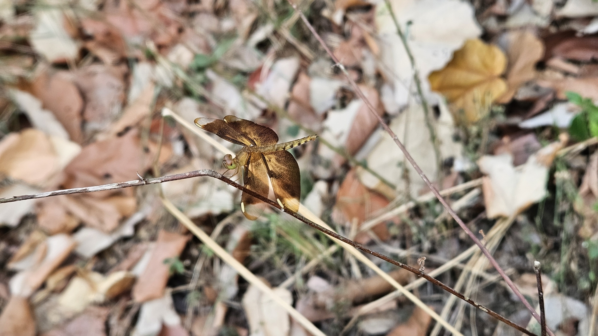 Fulvous Forest Skimmer
