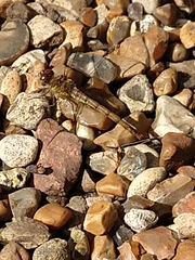 Sympetrum striolatum