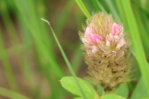 Uraria lagopodioides iNat (2)