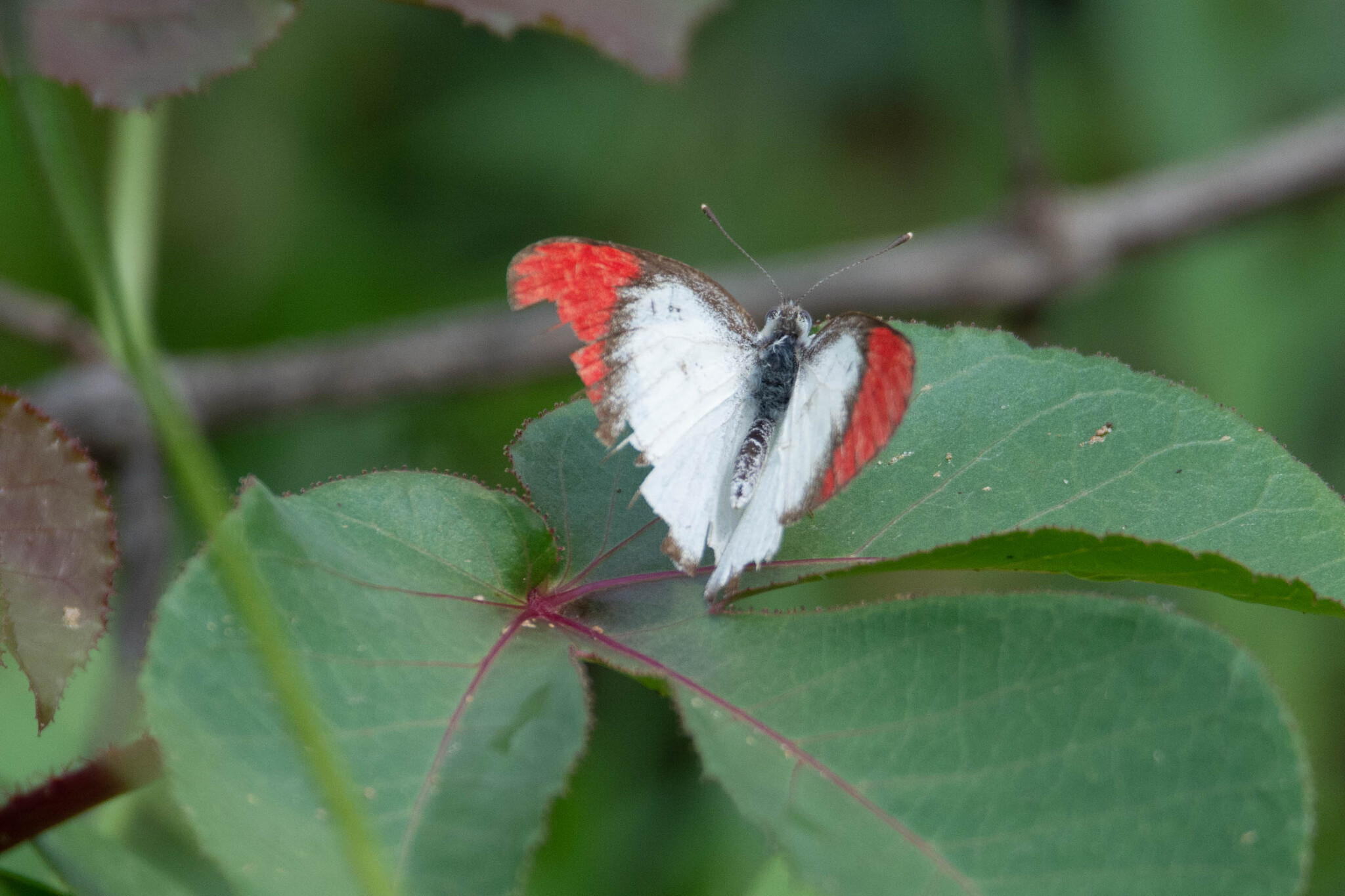 Crimson-Tip