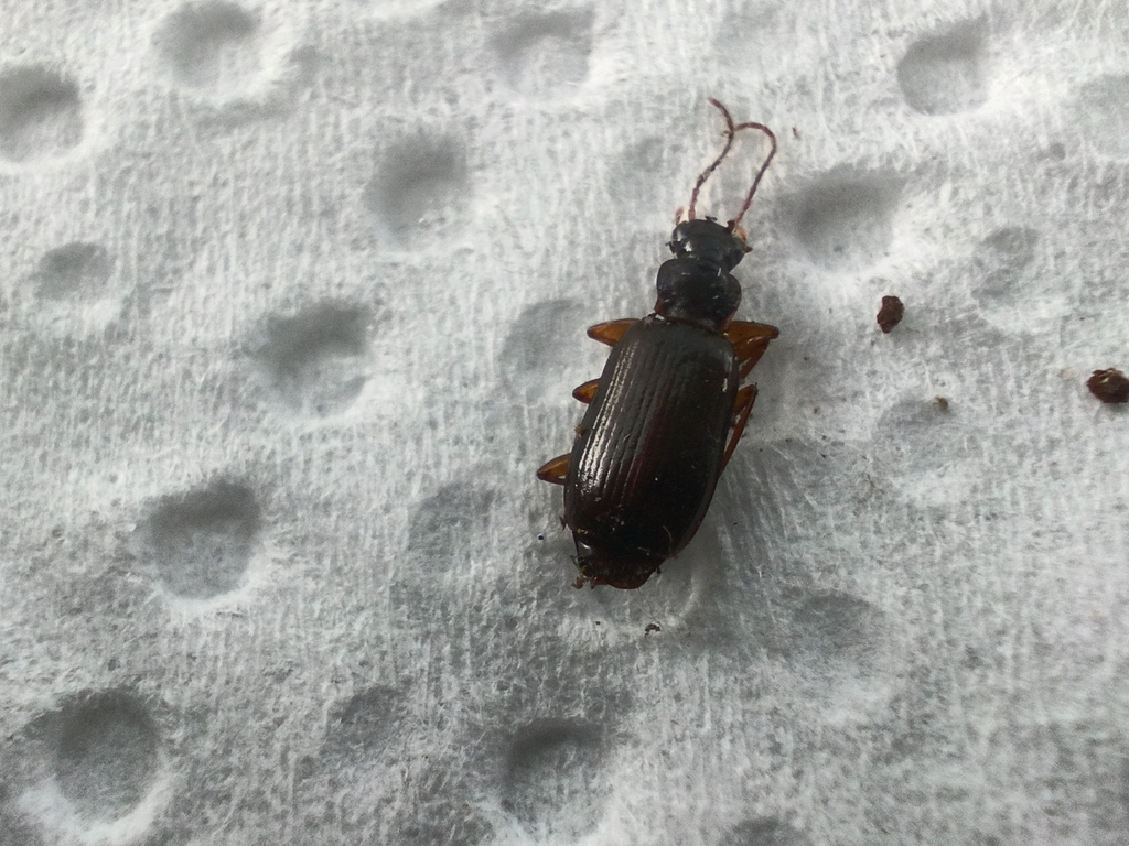 Dromius quadraticollis