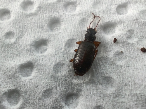 Dromius quadraticollis