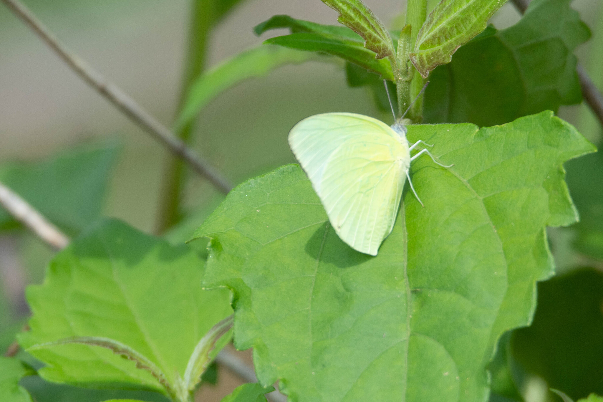 Lemon Emigrant