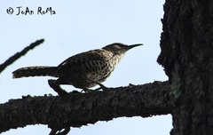 Campylorhynchus jocosus