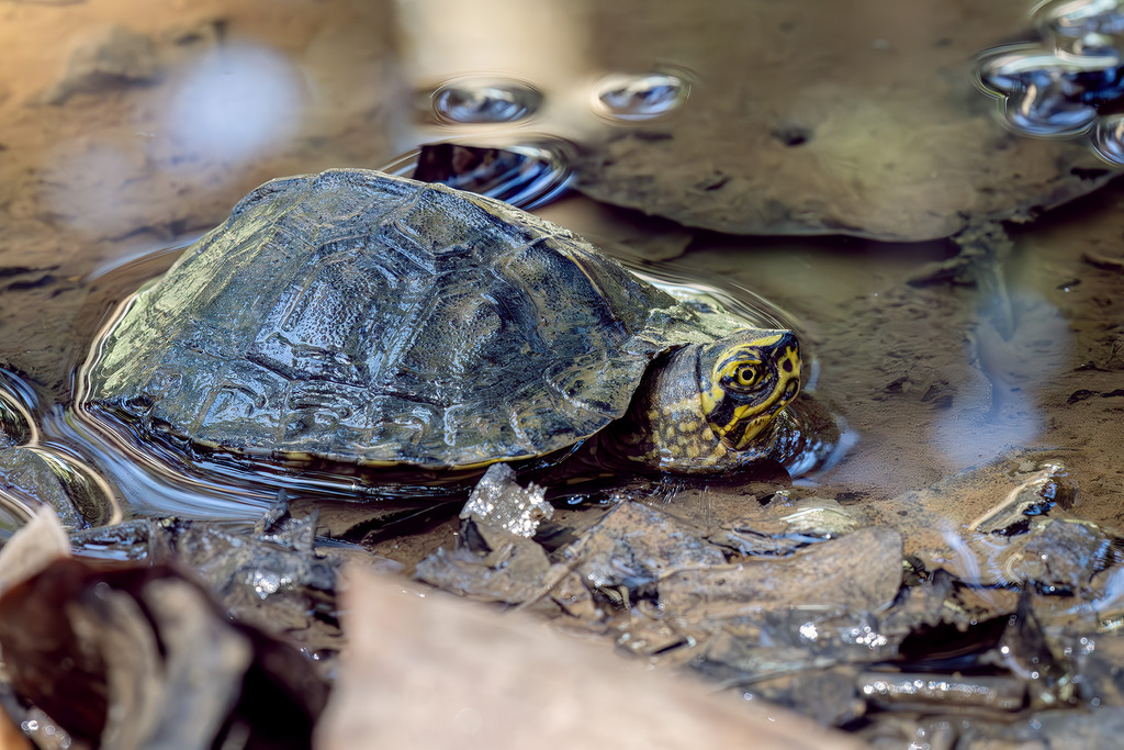 Yellow-headed Temple Turtle (Heosemys annandalii)