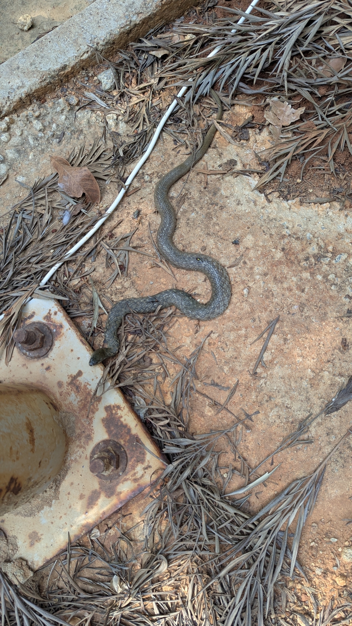 Asiatic water snake