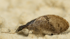 Sympherobius barberi