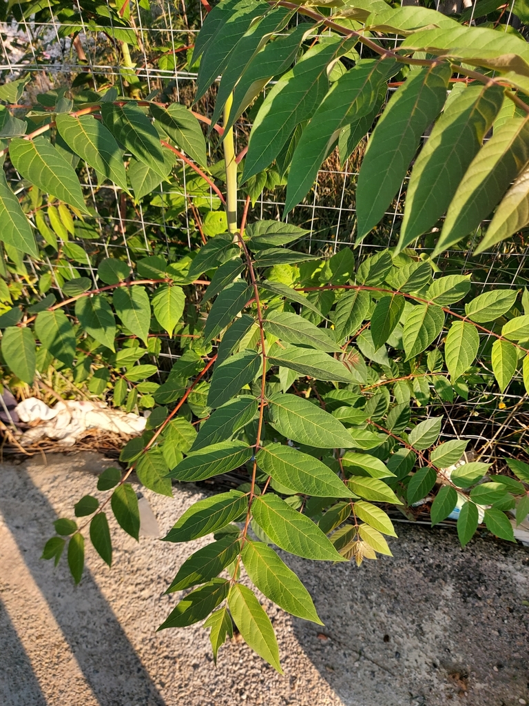 Arbor