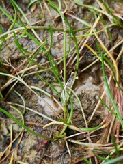 Littorella uniflora