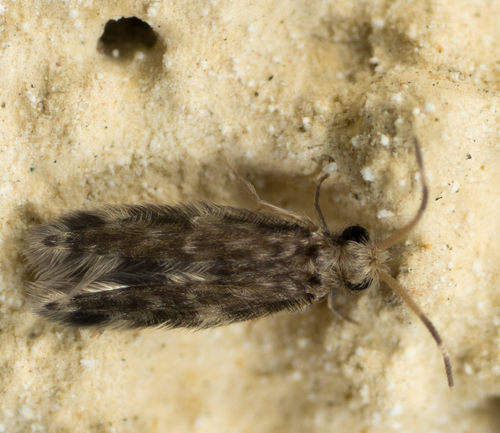 Hydroptilidae