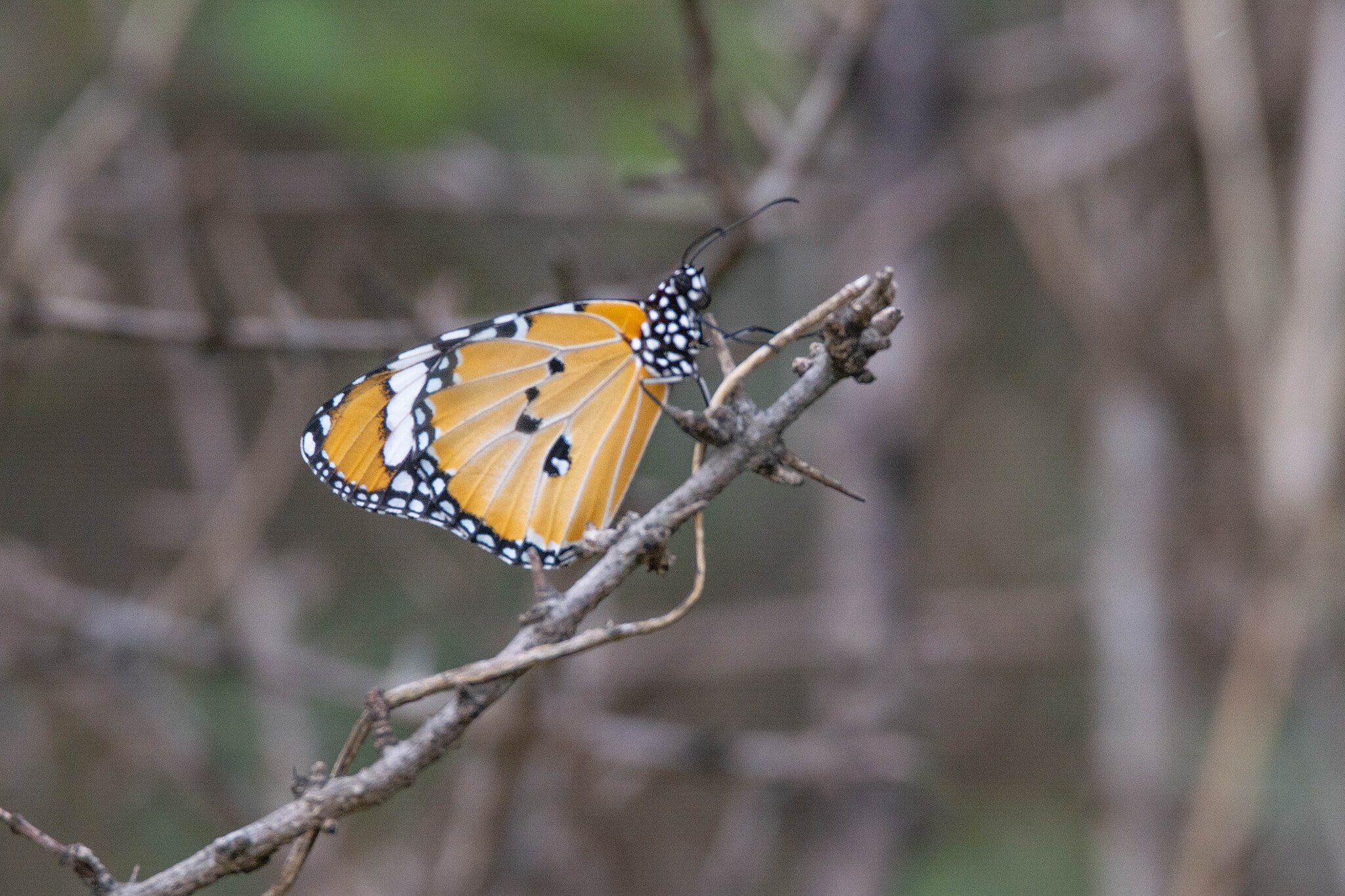 Plain Tiger