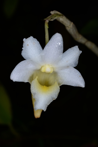 Dendrobium anthrene Ridl.
