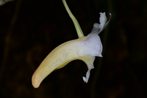 Dendrobium anthrene Ridl. 2