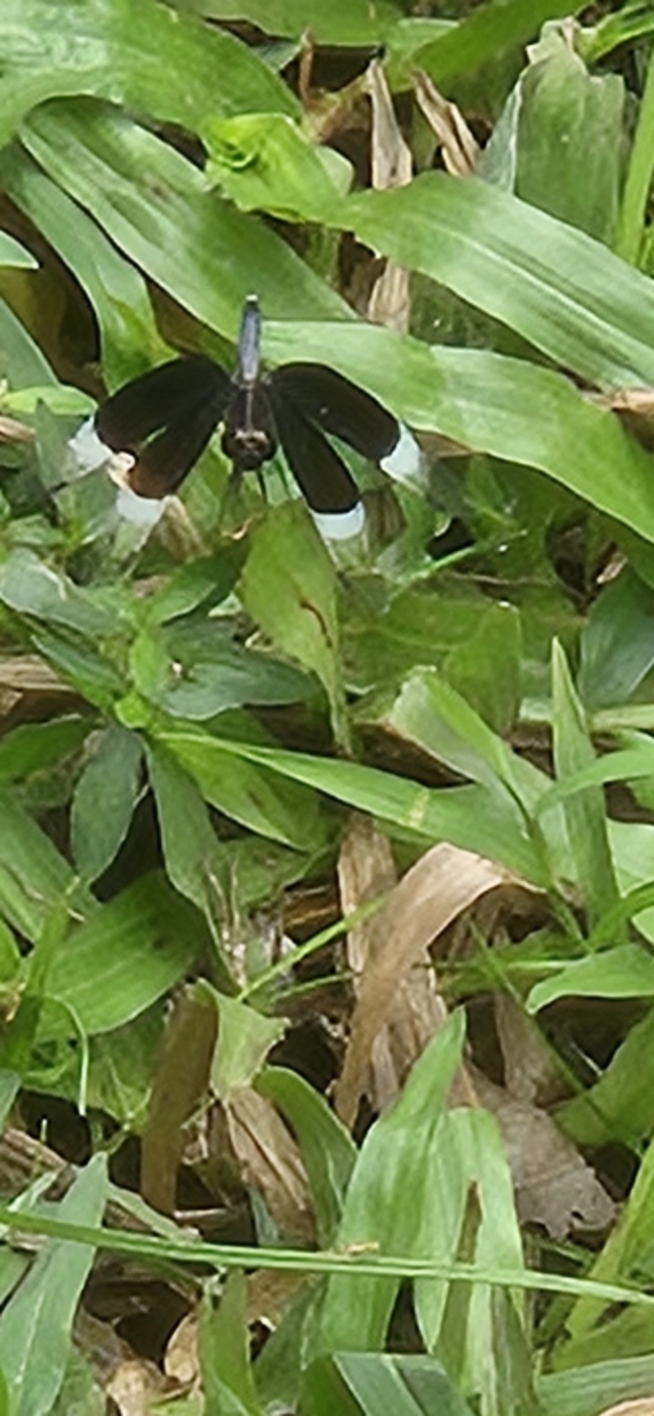 Pied Paddy Skimmer