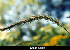 Elymus villosus