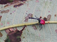 Trachelophorus giraffa