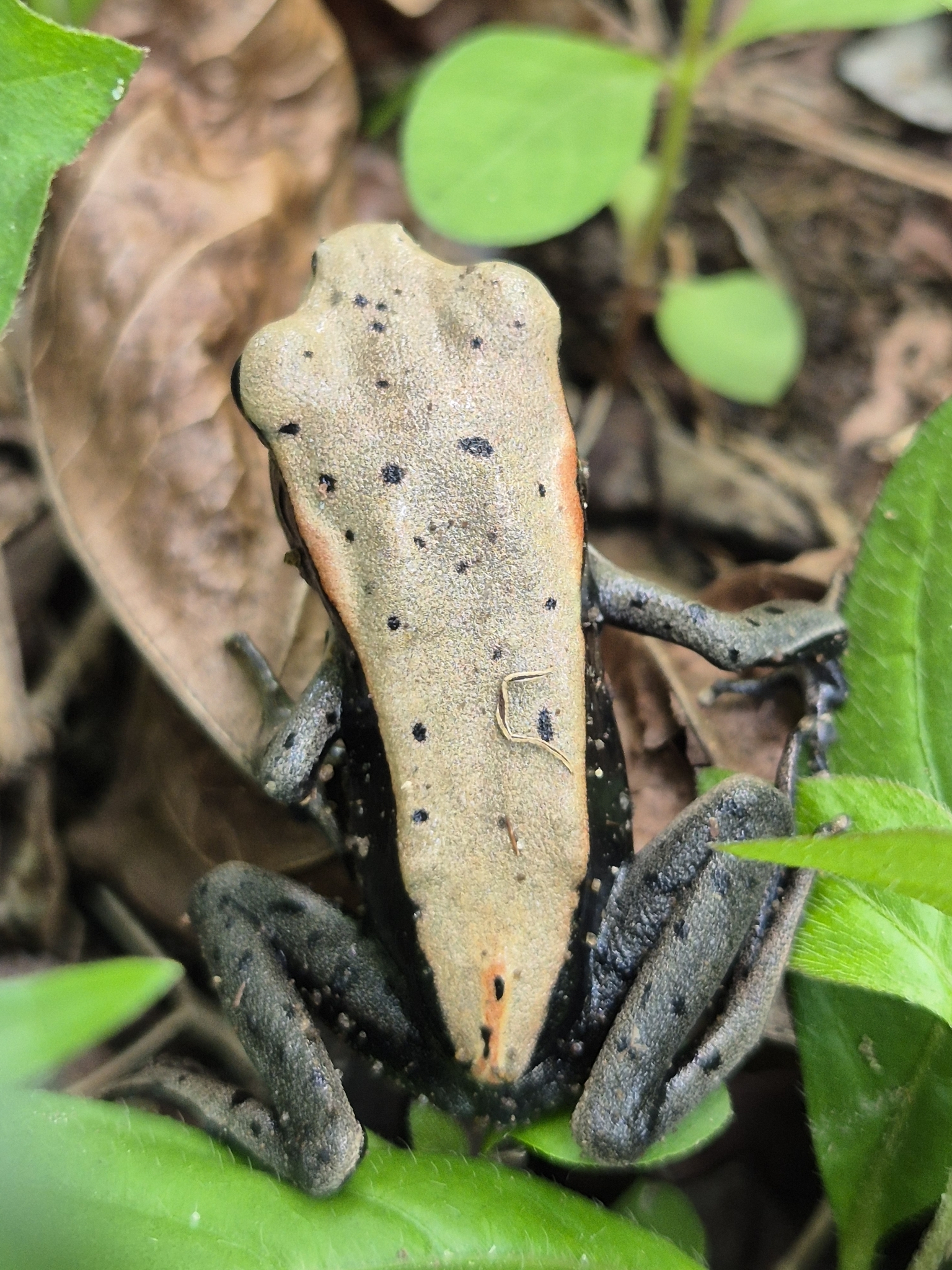 Biocoloured Forest Frog