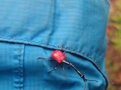 Trachelophorus giraffa