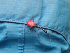 Trachelophorus giraffa