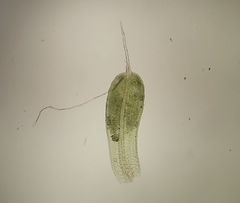 Tortula viridifolia
