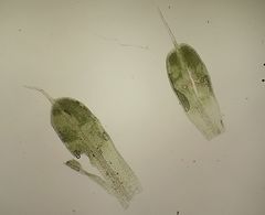 Tortula viridifolia