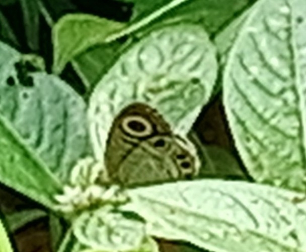 Common Four-Ring