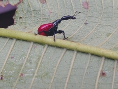 Trachelophorus giraffa