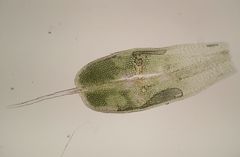 Tortula viridifolia