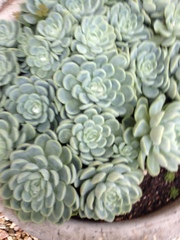 Echeveria elegans