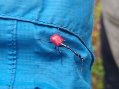 Trachelophorus giraffa