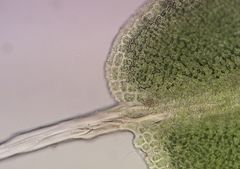 Tortula viridifolia