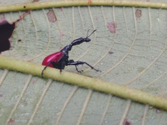 Trachelophorus giraffa