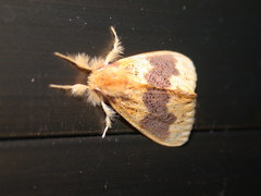 Euproctis purpureofasciata