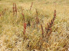 Suaeda calceoliformis