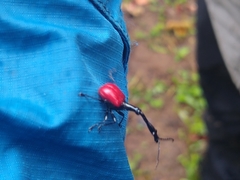 Trachelophorus giraffa