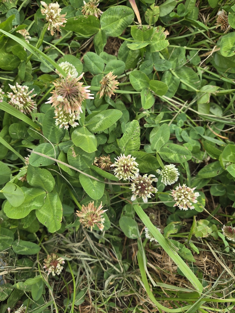 Trifolium repens
