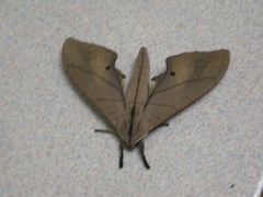 Marumba cristata bukaiana