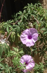 Ipomoea cairica