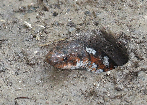 Crab-eating (Water) Snake, Fordonia leucobalia