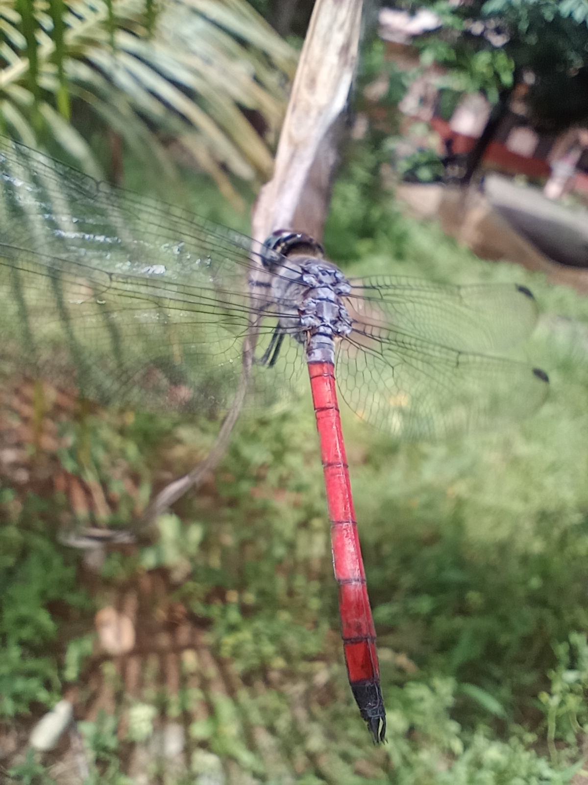 Asiatic Bloodtail