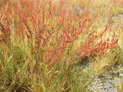 Suaeda calceoliformis