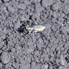 Cicindela depressula