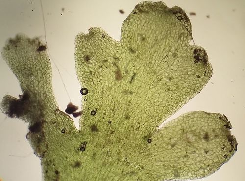 Riccardia chamedryfolia
