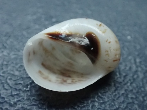 Mammilla simiae observed 2025-05-18